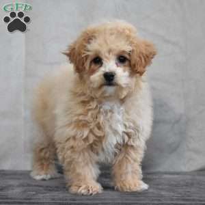 Gina, Bich-Poo Puppy